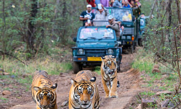 Golden Triangle Tour with Ranthambore