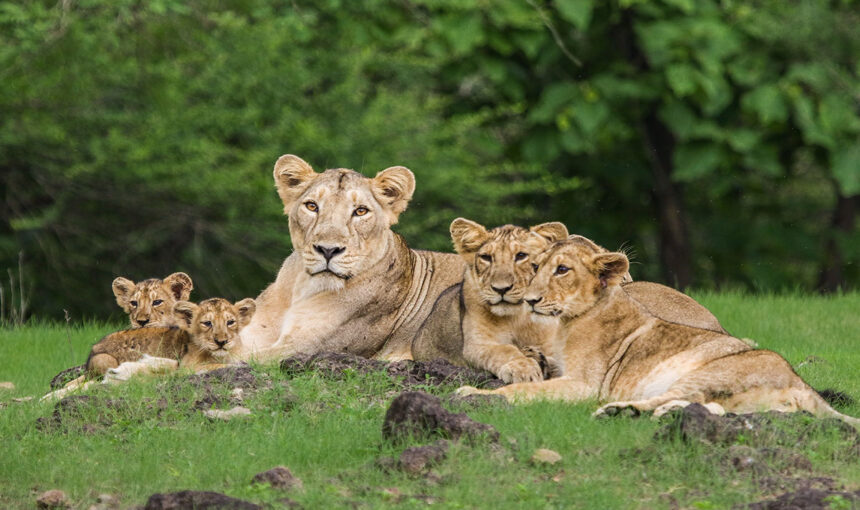 Into the Wilderness of India – A Journey Through Untamed Beauty