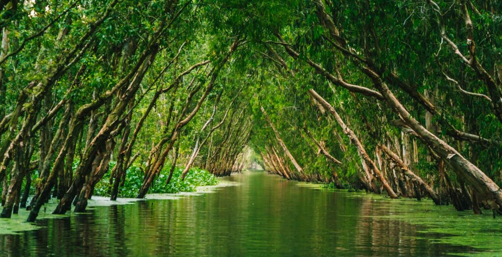 Current image: green trees on body of water during daytime