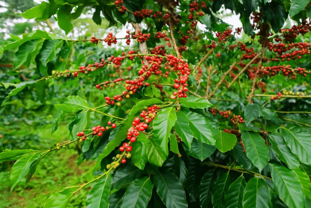 The current image has no alternative text. The file name is: coffee-plantation.png